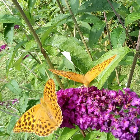 Ferienhaus Maison Isolee, Au Coeur Des Volcans, Terrain Clos, Jeux, Confort, Cheminee, Proche Forets Et Villages. - Fr-1-582-285